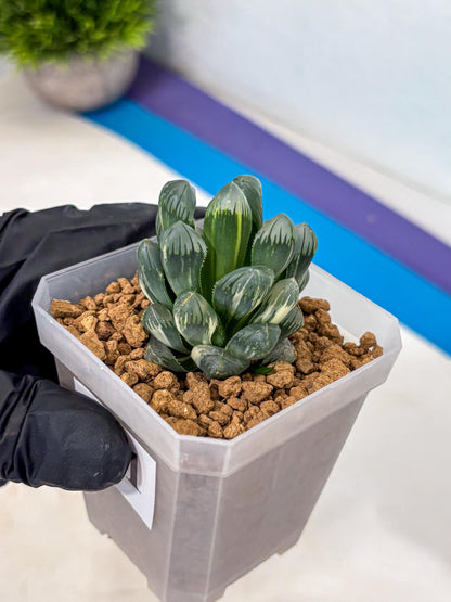 Haworthia Obtusa Ice Light (wa4) (11) | Easy Care Succulent
