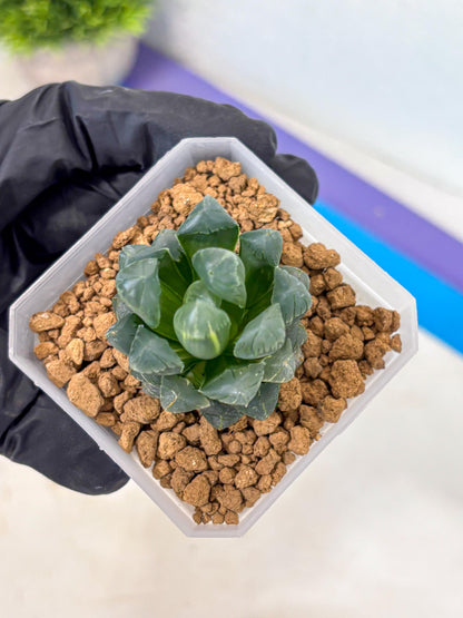 Haworthia Obtusa Ice Light (wa4) (11) | Easy Care Succulent