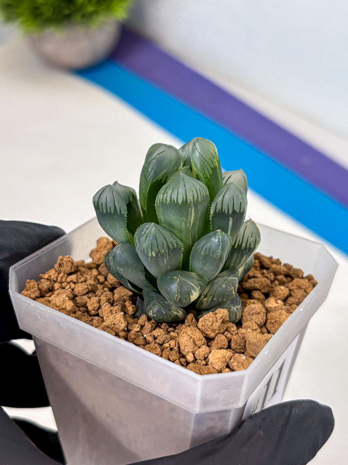 Haworthia Obtusa Ice Light (wa4) (11) | Easy Care Succulent