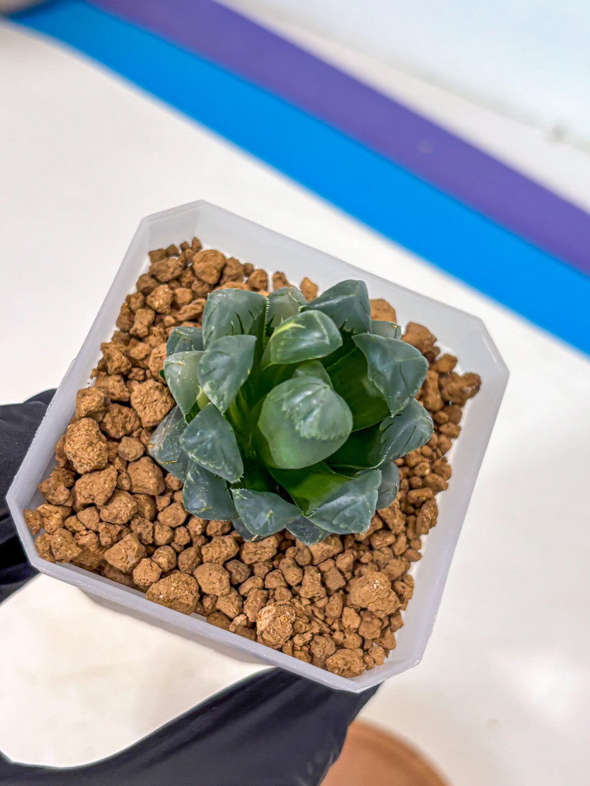Haworthia Obtusa Ice Light (wa4) (11) | Easy Care Succulent