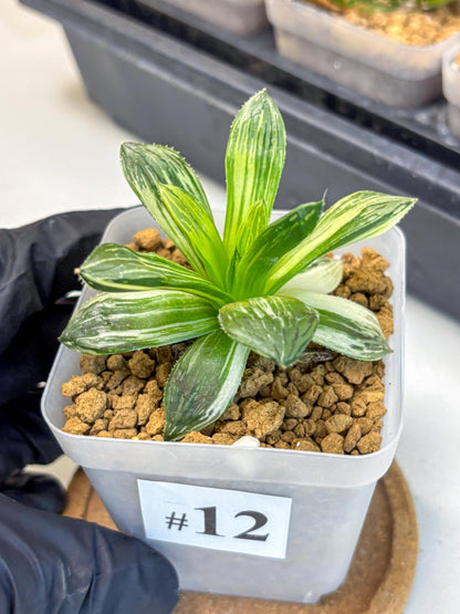 Haworthia Obtusa Hyb Var (wa4) (12) | Easy Care Succulent