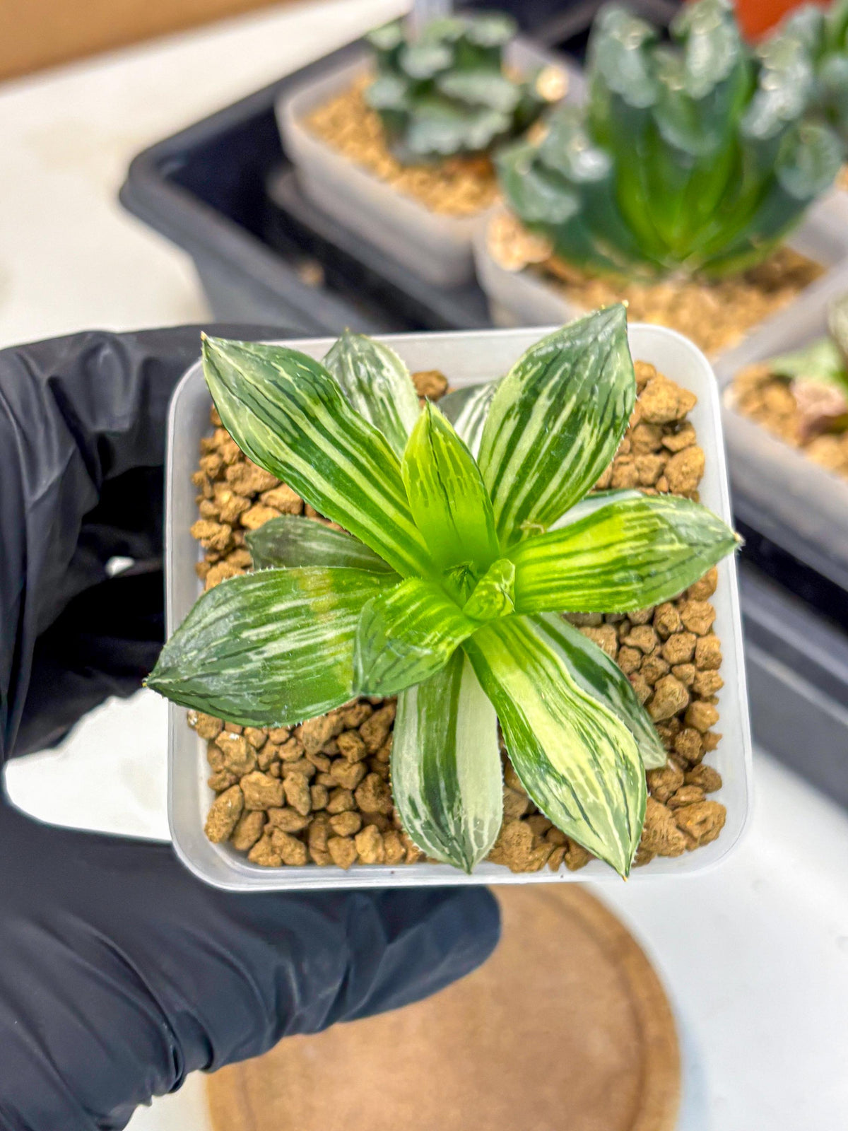 Haworthia Obtusa Hyb Var (wa4) (12) | Easy Care Succulent