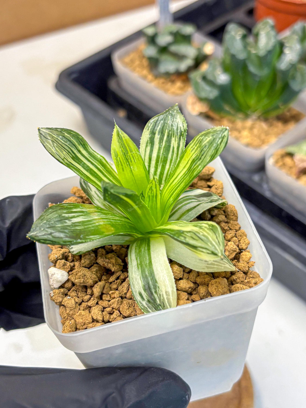 Haworthia Obtusa Hyb Var (wa4) (12) | Easy Care Succulent