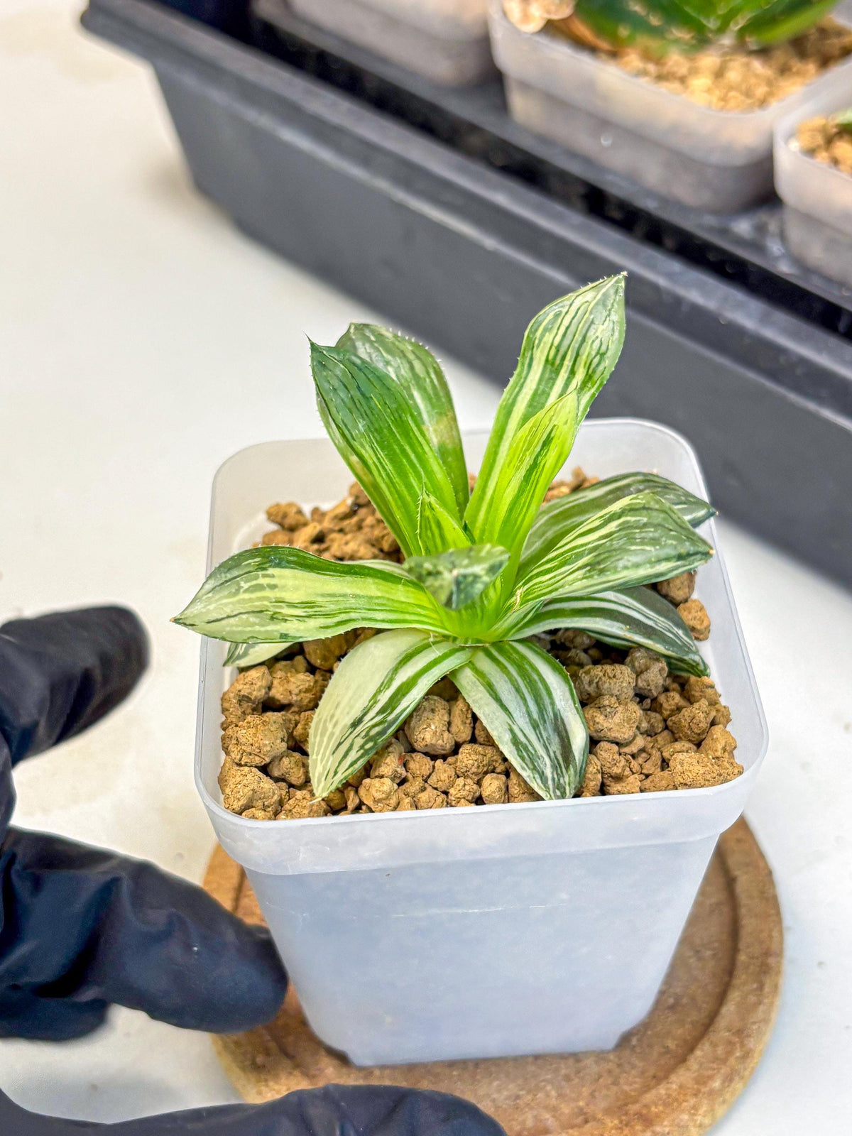 Haworthia Obtusa Hyb Var (wa4) (12) | Easy Care Succulent