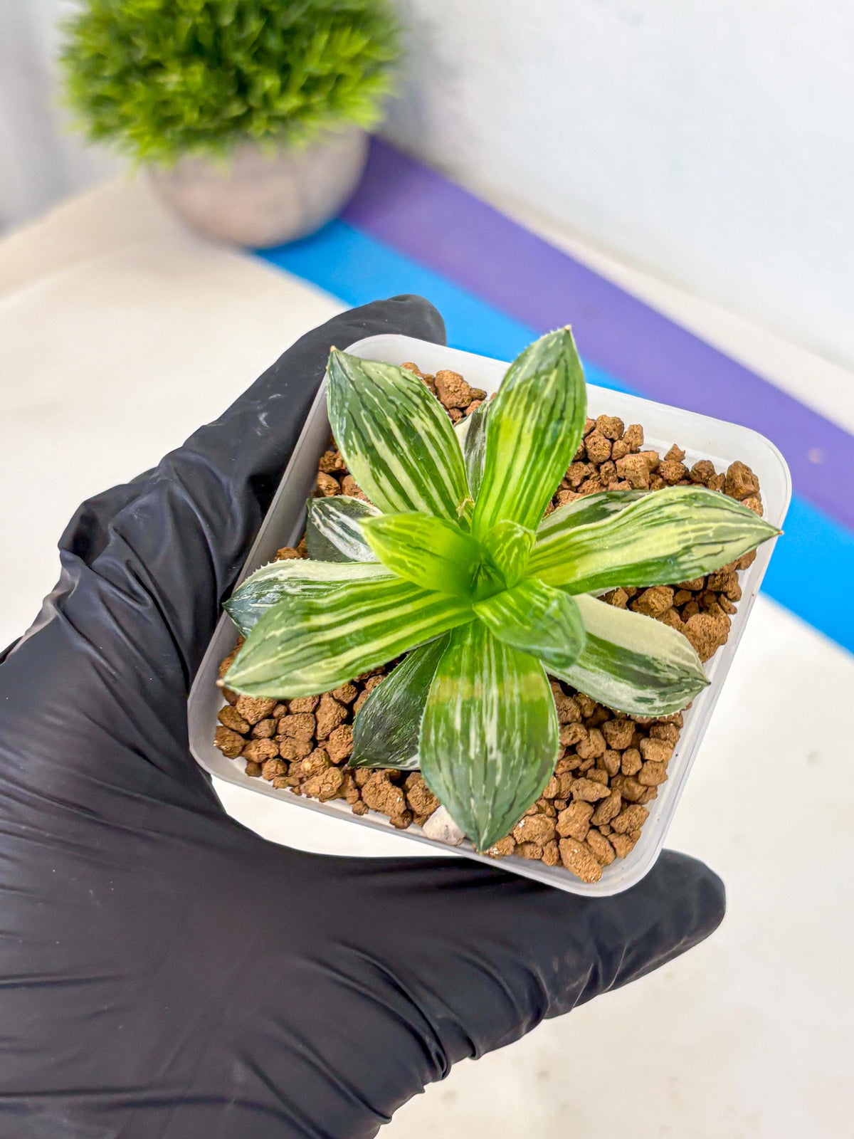 Haworthia Obtusa Hyb Var (wa4) (12) | Easy Care Succulent