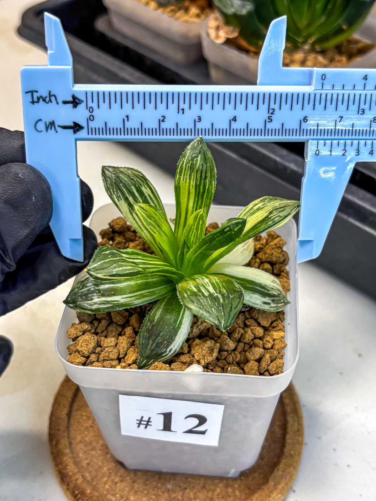 Haworthia Obtusa Hyb Var (wa4) (12) | Easy Care Succulent
