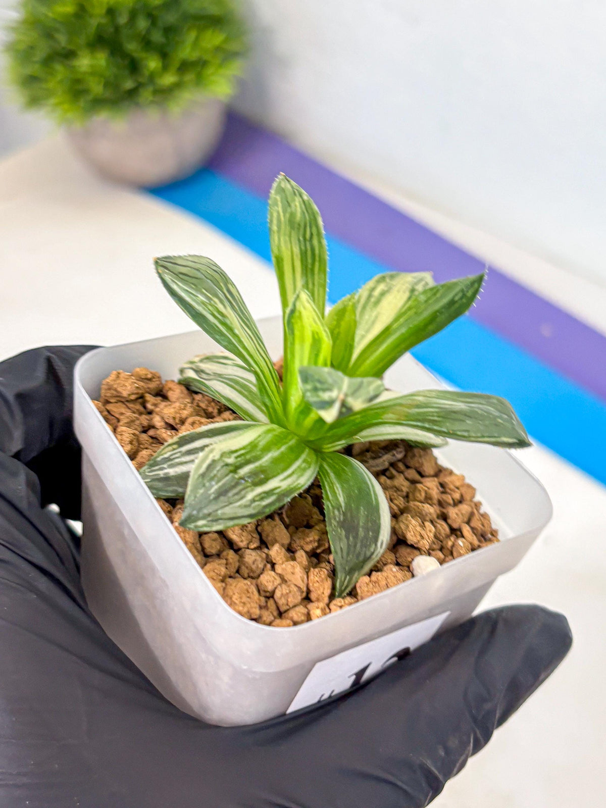 Haworthia Obtusa Hyb Var (wa4) (12) | Easy Care Succulent