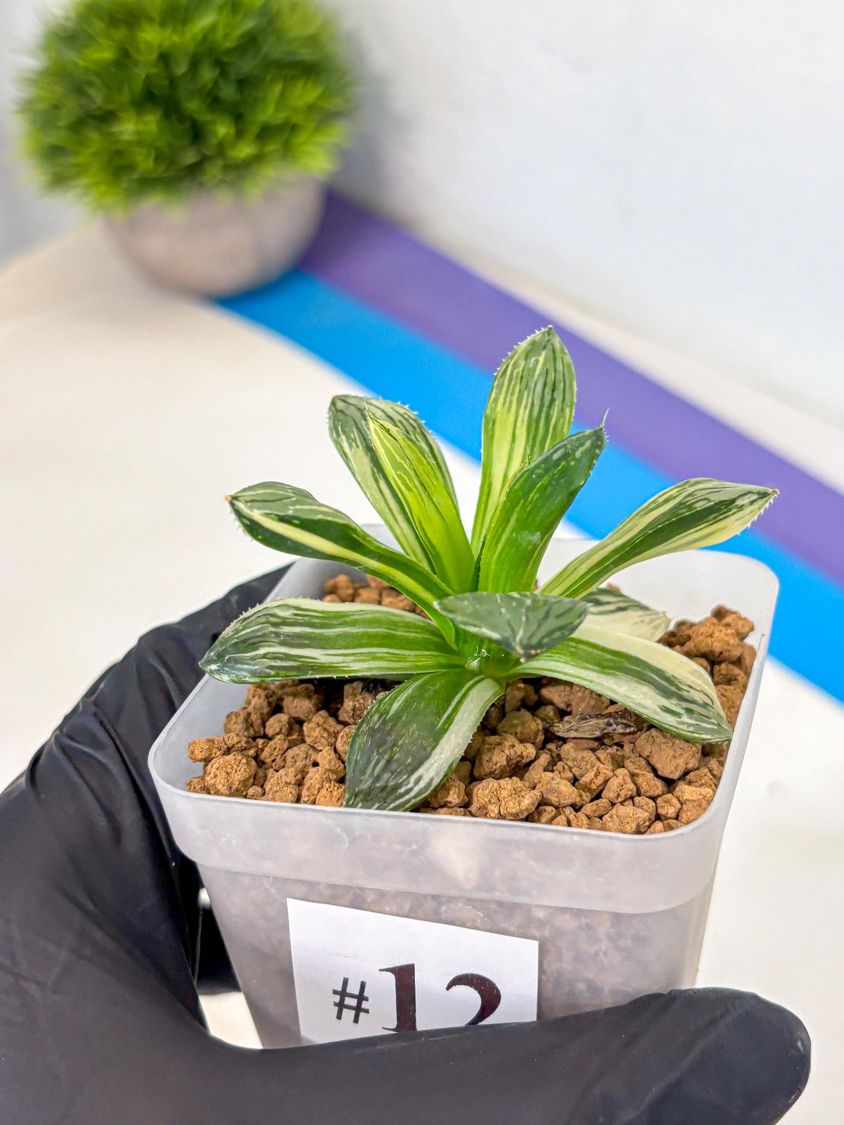 Haworthia Obtusa Hyb Var (wa4) (12) | Easy Care Succulent