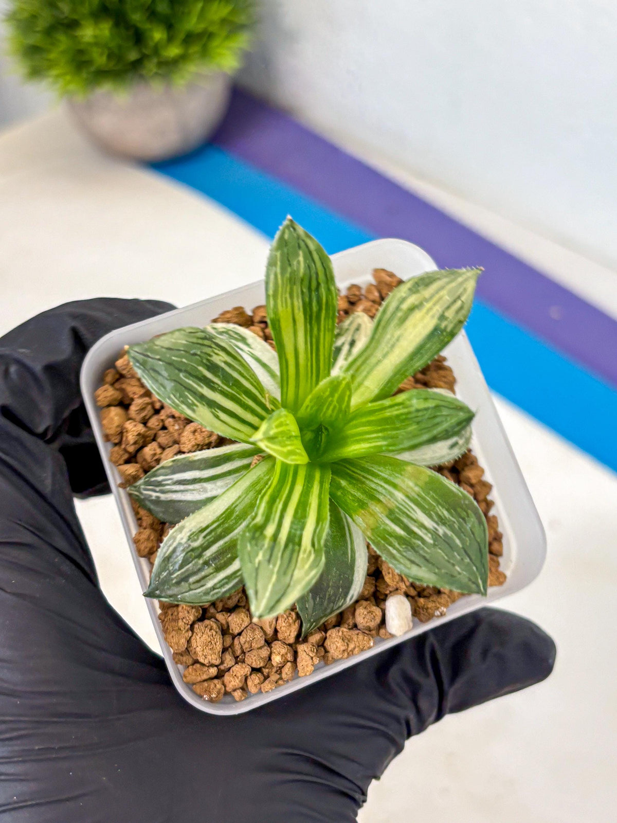 Haworthia Obtusa Hyb Var (wa4) (12) | Easy Care Succulent