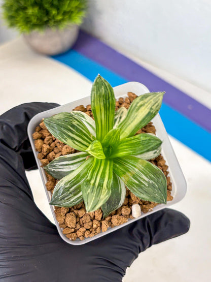 Haworthia Obtusa Hyb Var (wa4) (12) | Easy Care Succulent