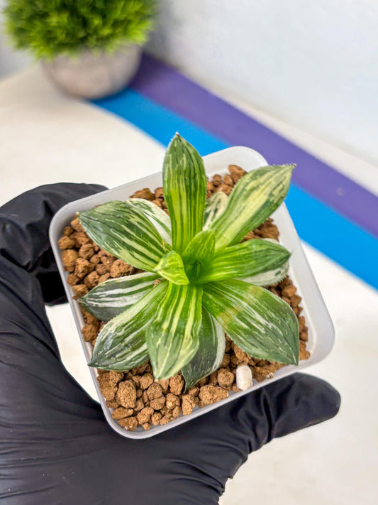 Haworthia Obtusa Hyb Var (wa4) (12) | Easy Care Succulent