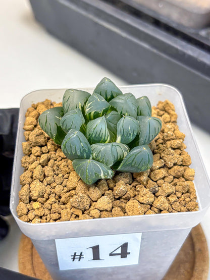 Haworthia Obtusa Suishou Var (wa4) (14) | Easy Care Succulent