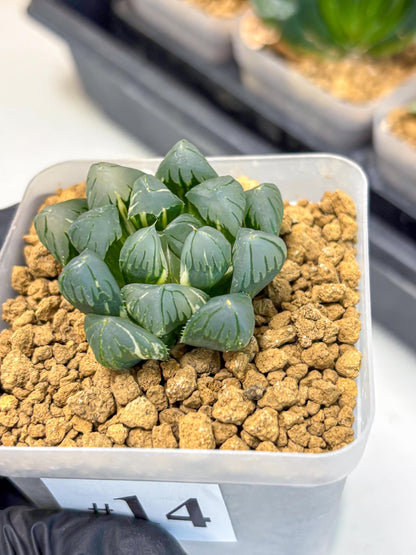 Haworthia Obtusa Suishou Var (wa4) (14) | Easy Care Succulent