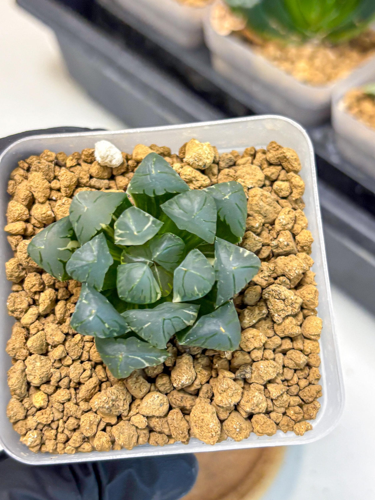 Haworthia Obtusa Suishou Var (wa4) (14) | Easy Care Succulent