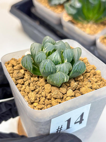 Haworthia Obtusa Suishou Var (wa4) (14) | Easy Care Succulent