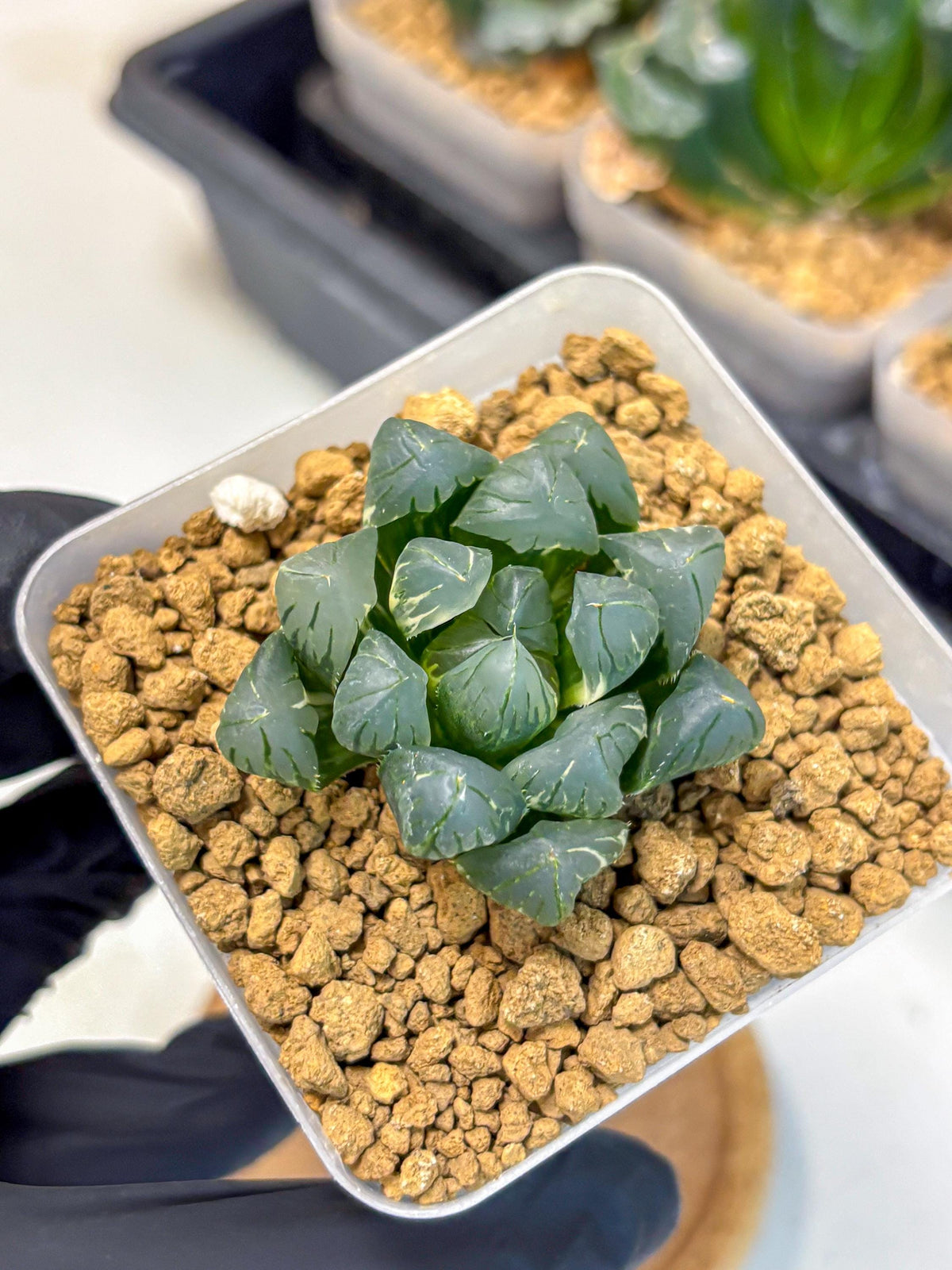 Haworthia Obtusa Suishou Var (wa4) (14) | Easy Care Succulent