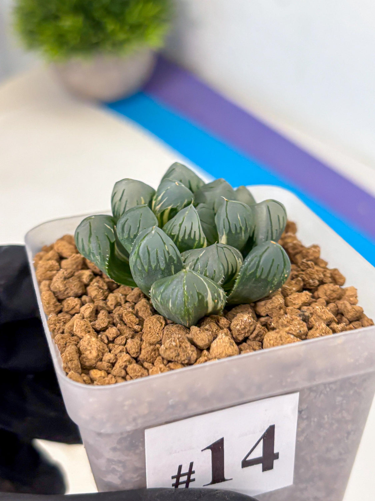 Haworthia Obtusa Suishou Var (wa4) (14) | Easy Care Succulent