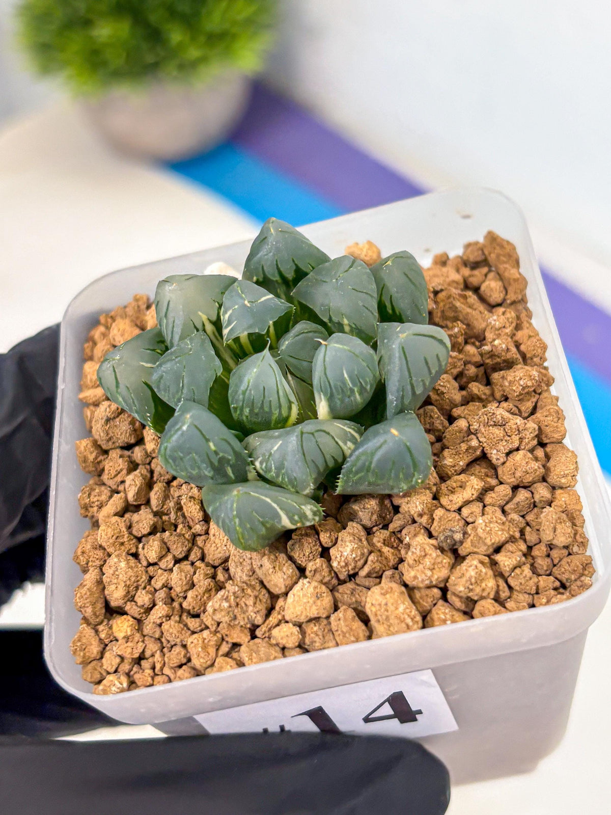 Haworthia Obtusa Suishou Var (wa4) (14) | Easy Care Succulent