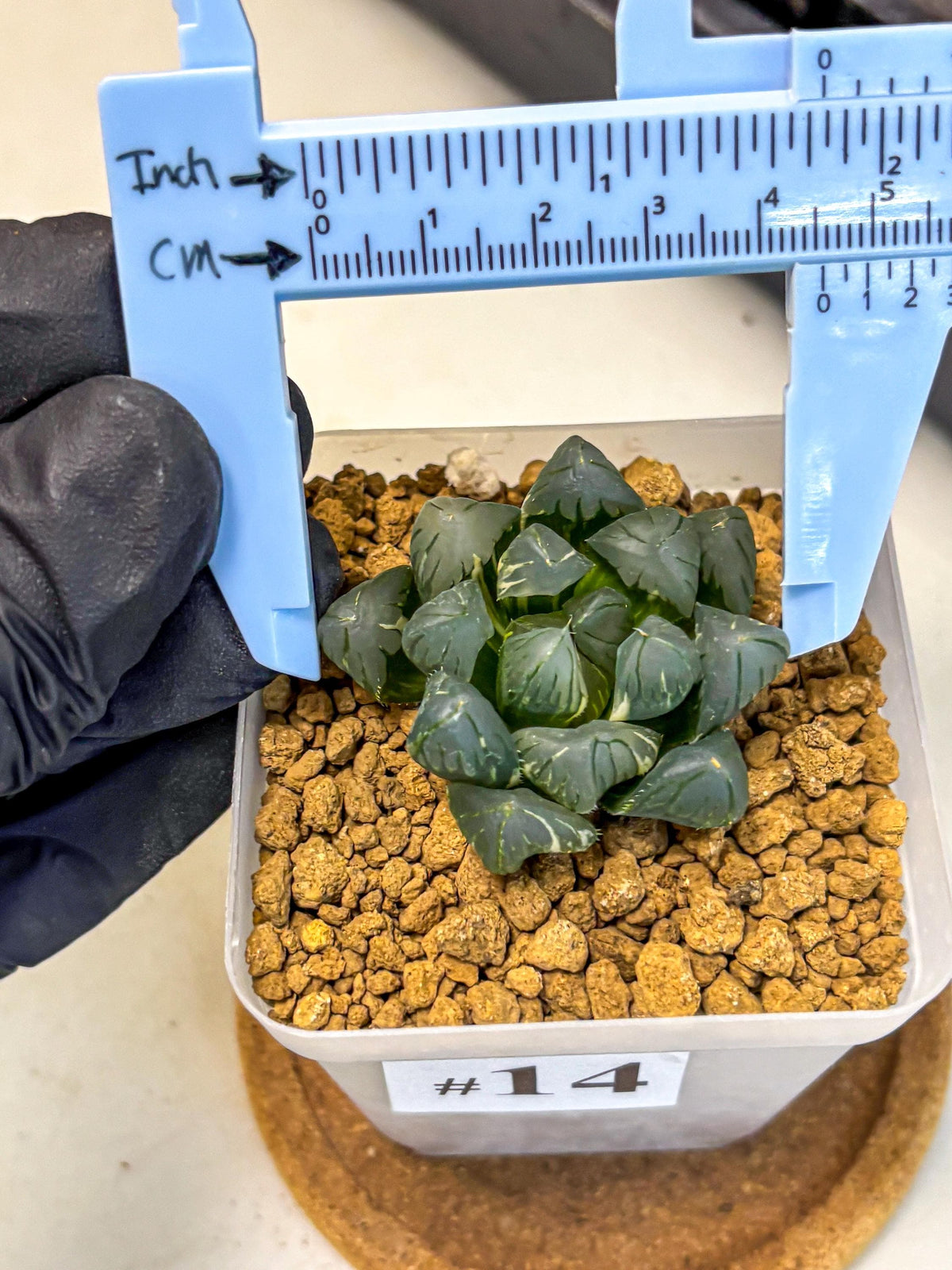 Haworthia Obtusa Suishou Var (wa4) (14) | Easy Care Succulent