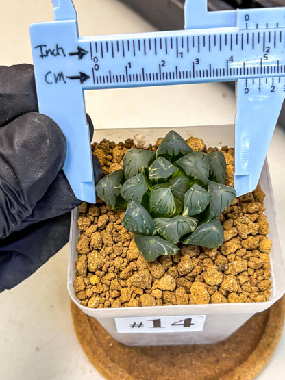 Haworthia Obtusa Suishou Var (wa4) (14) | Easy Care Succulent