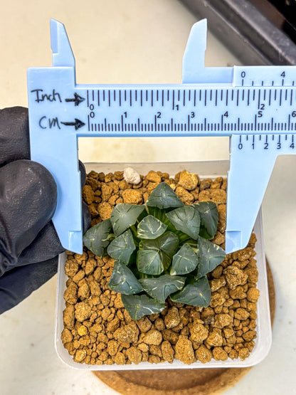 Haworthia Obtusa Suishou Var (wa4) (14) | Easy Care Succulent
