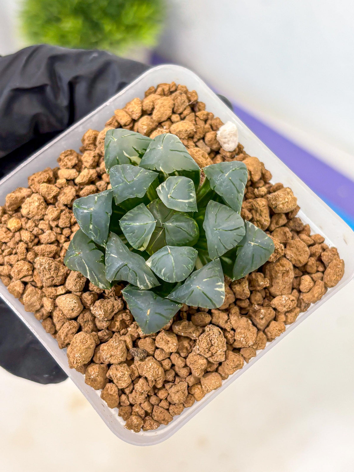 Haworthia Obtusa Suishou Var (wa4) (14) | Easy Care Succulent