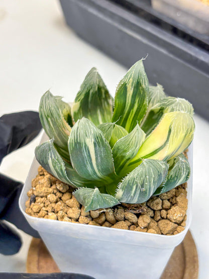 Haworthia Obtusa Emperor Var (wa4) (16) | Easy Care Succulent