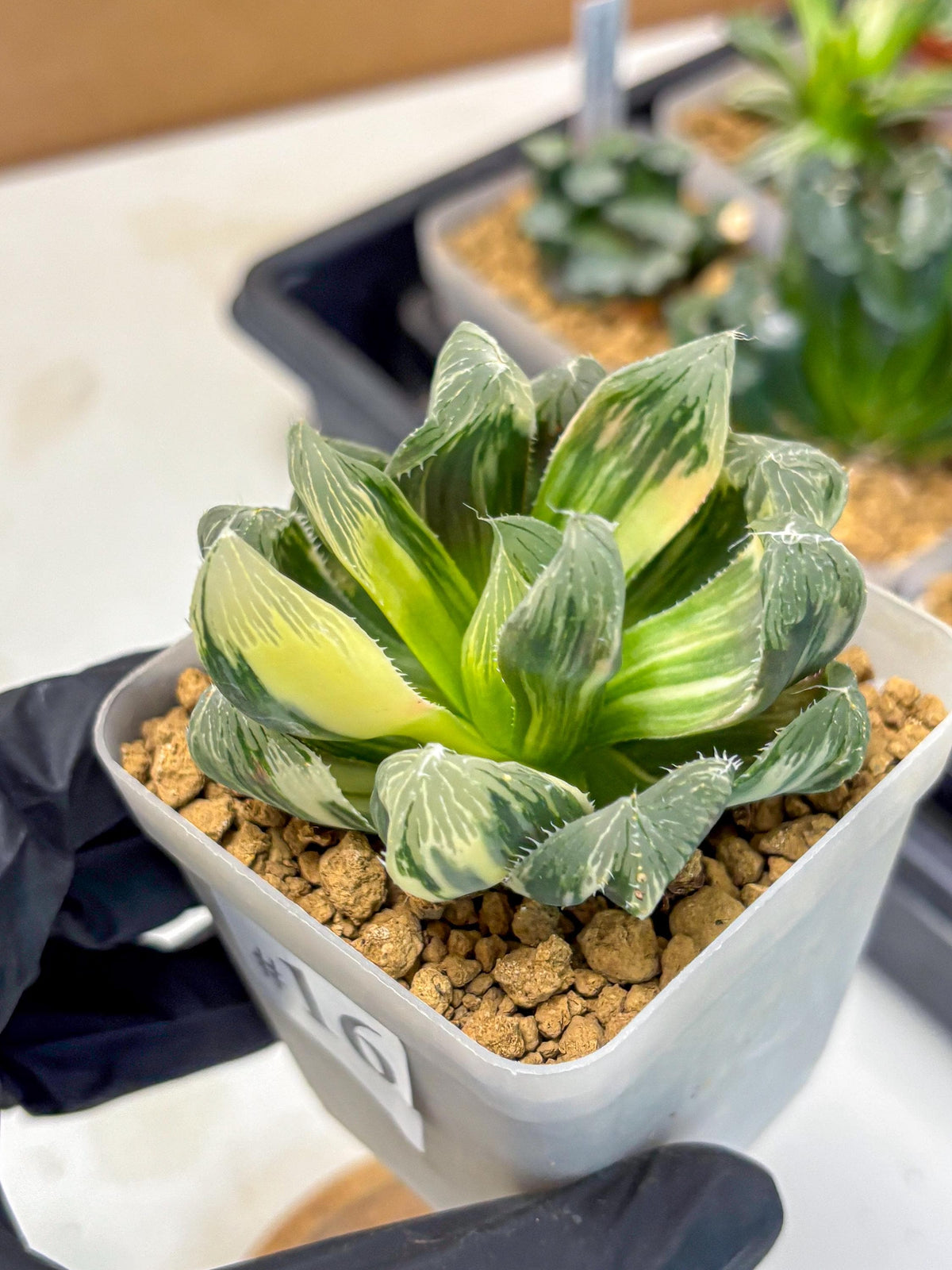Haworthia Obtusa Emperor Var (wa4) (16) | Easy Care Succulent
