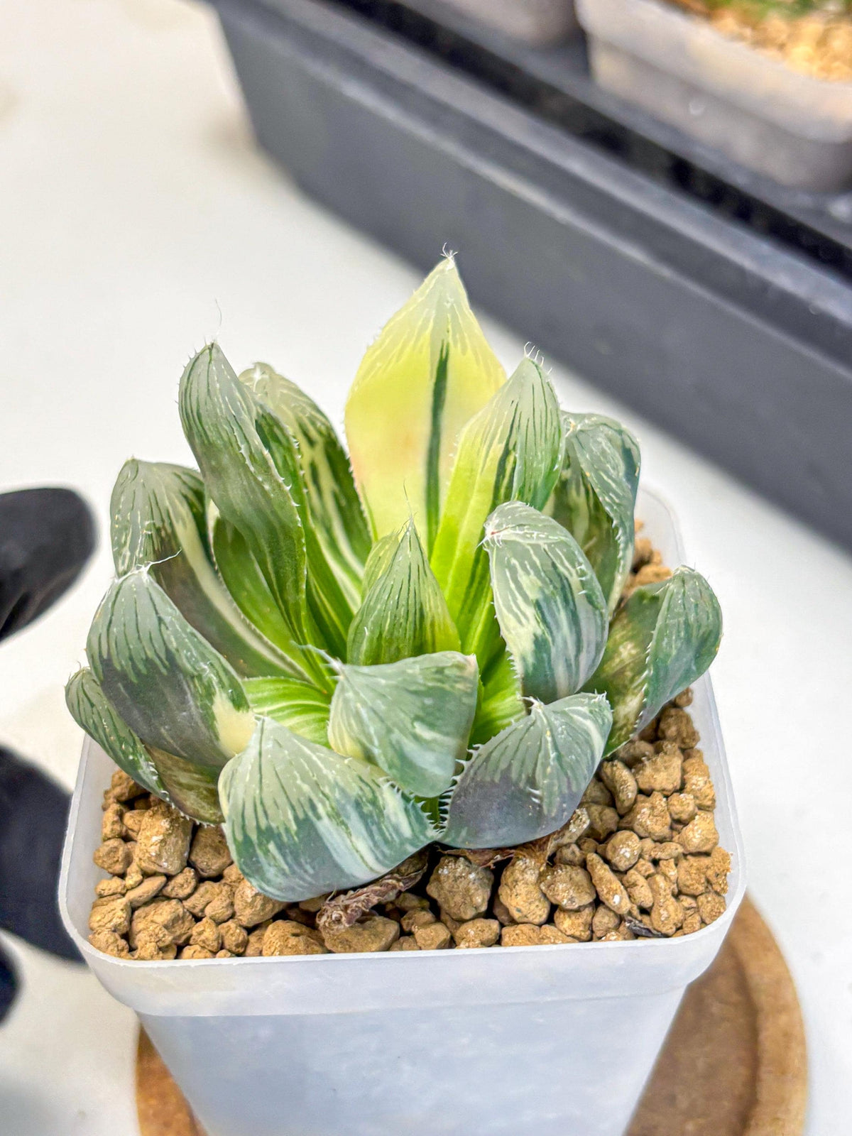 Haworthia Obtusa Emperor Var (wa4) (16) | Easy Care Succulent