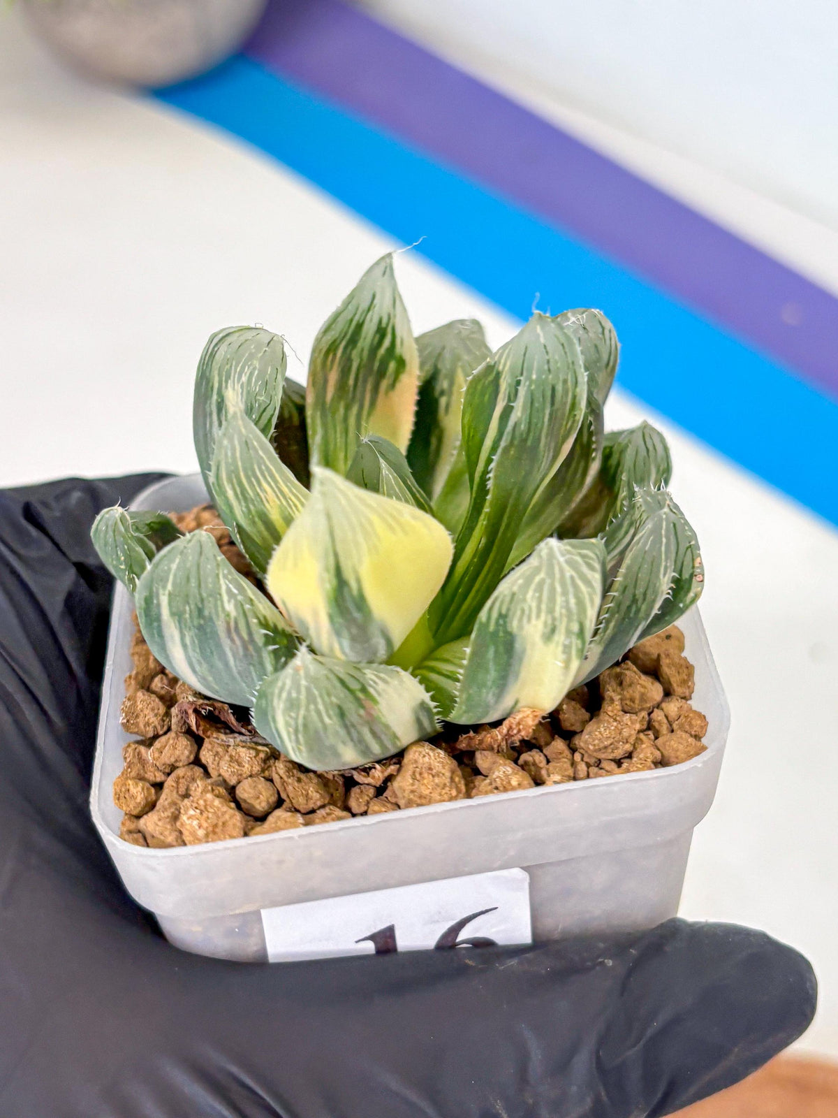 Haworthia Obtusa Emperor Var (wa4) (16) | Easy Care Succulent