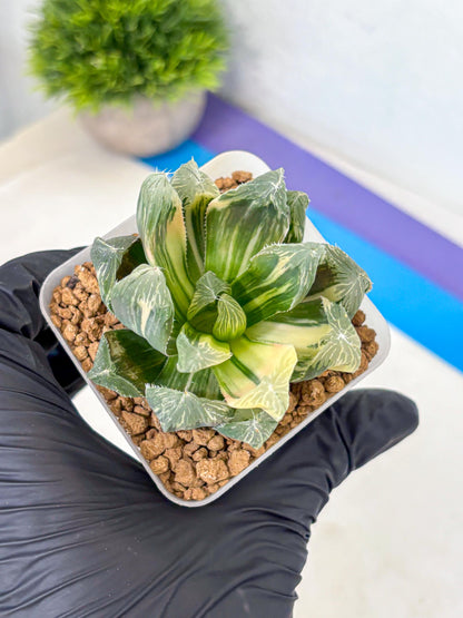 Haworthia Obtusa Emperor Var (wa4) (16) | Easy Care Succulent