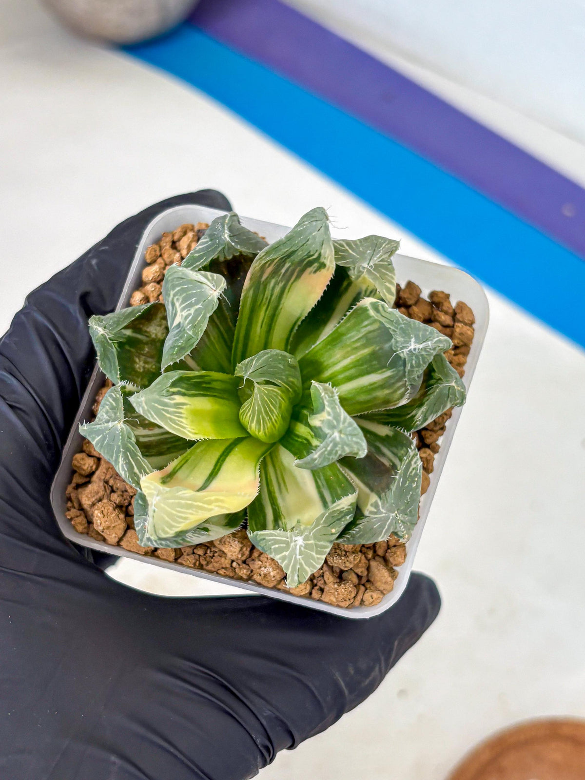 Haworthia Obtusa Emperor Var (wa4) (16) | Easy Care Succulent