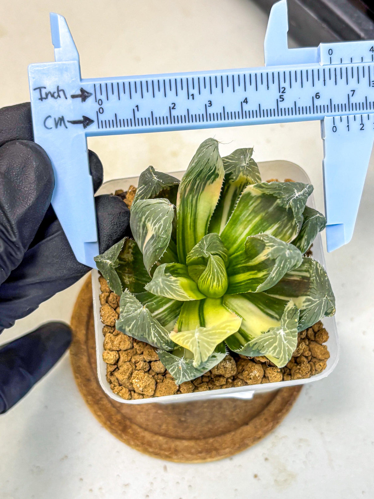 Haworthia Obtusa Emperor Var (wa4) (16) | Easy Care Succulent