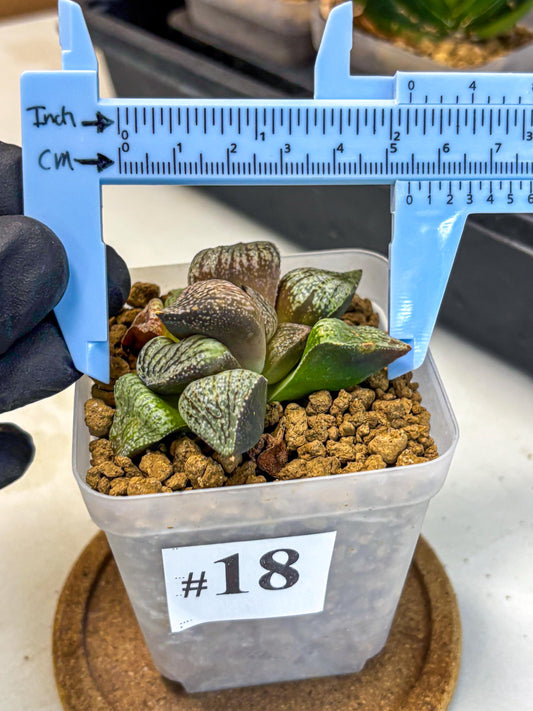 Haworthia Picta Kuro Japan (wa4) (18) | Easy Care Succulent