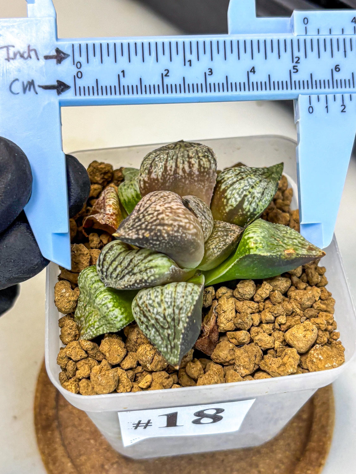 Haworthia Picta Kuro Japan (wa4) (18) | Easy Care Succulent