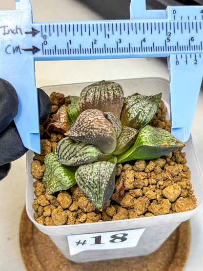 Haworthia Picta Kuro Japan (wa4) (18) | Easy Care Succulent