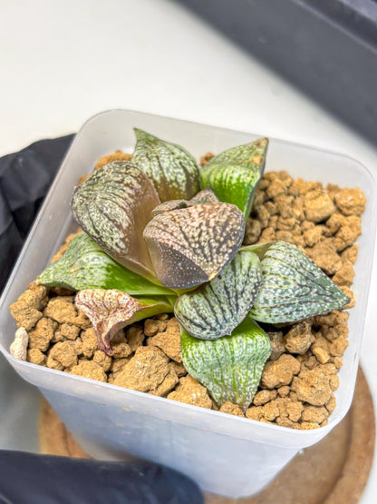 Haworthia Picta Kuro Japan (wa4) (18) | Easy Care Succulent