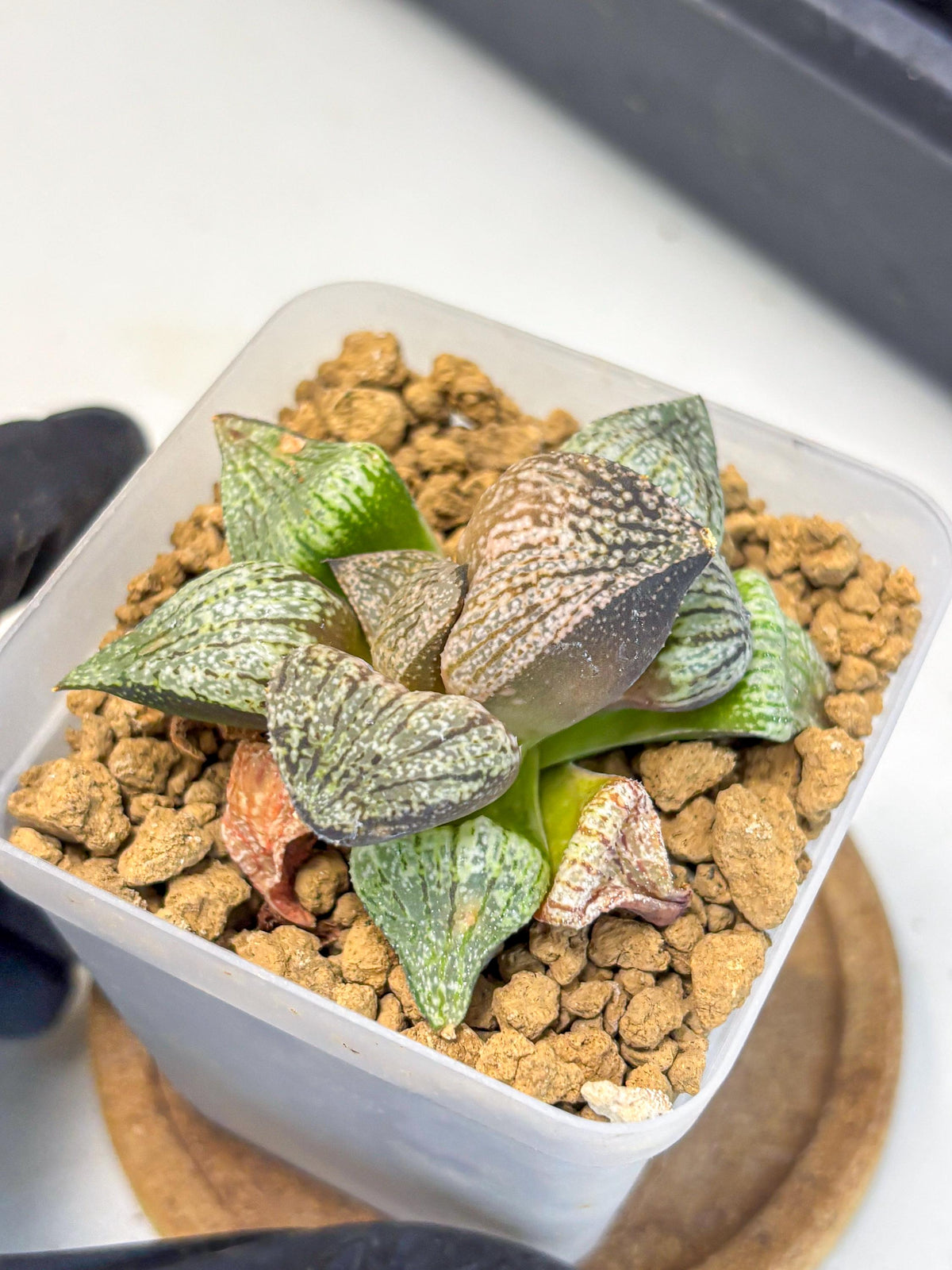 Haworthia Picta Kuro Japan (wa4) (18) | Easy Care Succulent