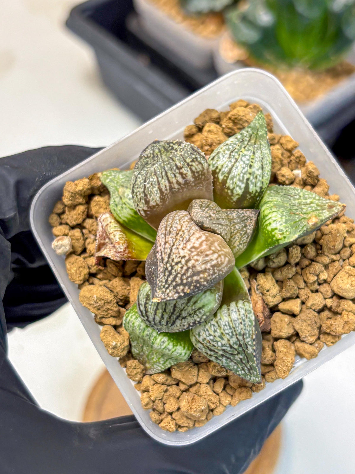Haworthia Picta Kuro Japan (wa4) (18) | Easy Care Succulent