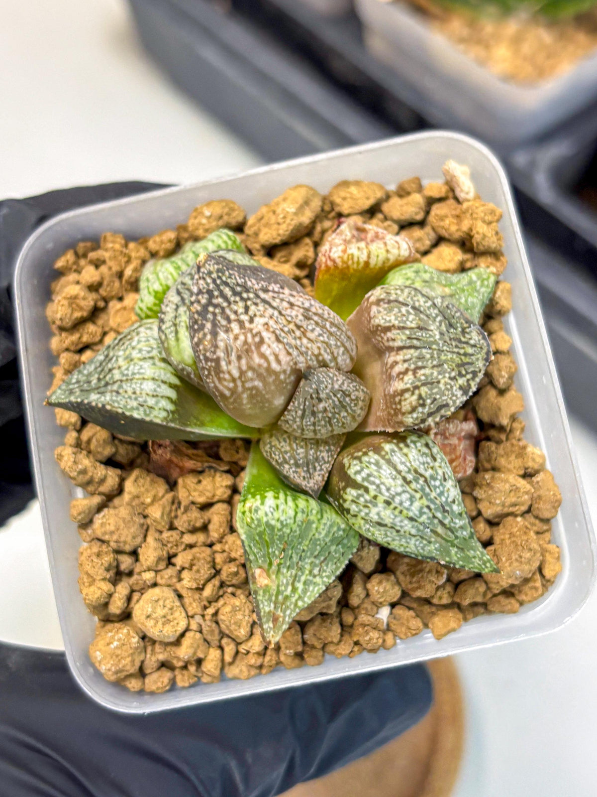 Haworthia Picta Kuro Japan (wa4) (18) | Easy Care Succulent