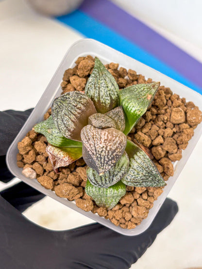 Haworthia Picta Kuro Japan (wa4) (18) | Easy Care Succulent