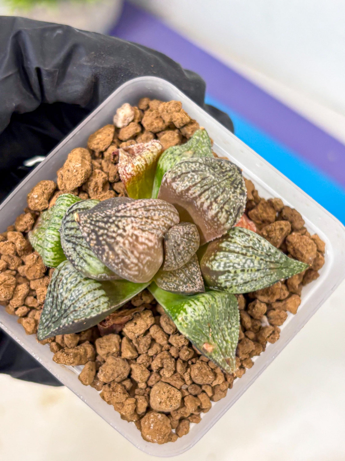 Haworthia Picta Kuro Japan (wa4) (18) | Easy Care Succulent