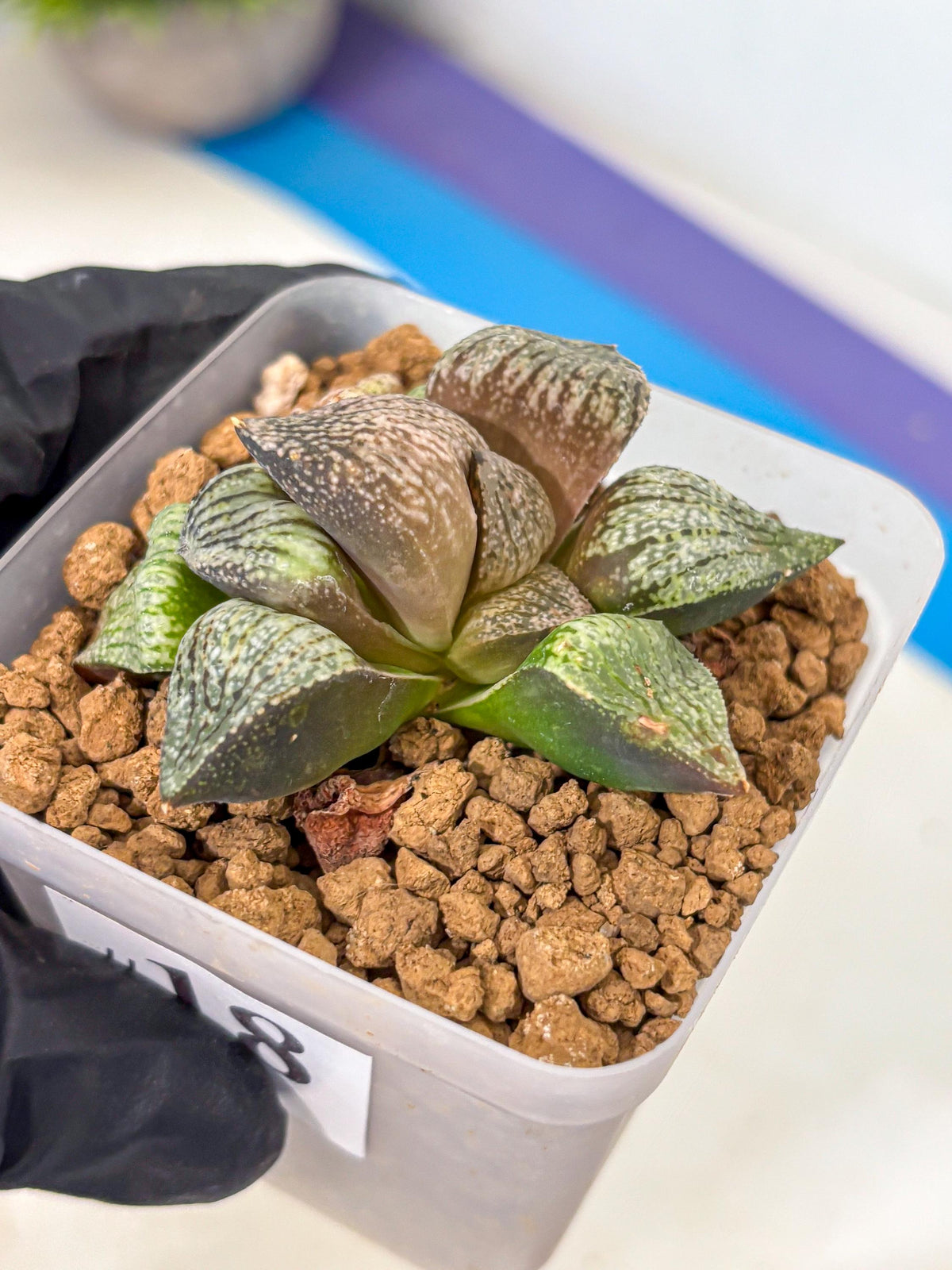 Haworthia Picta Kuro Japan (wa4) (18) | Easy Care Succulent