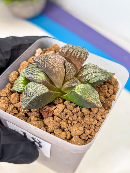 Haworthia Picta Kuro Japan (wa4) (18) | Easy Care Succulent