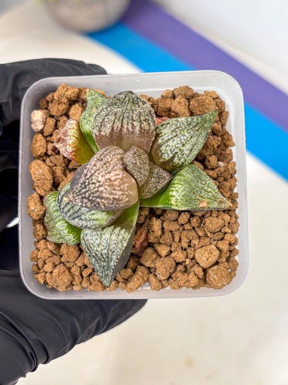 Haworthia Picta Kuro Japan (wa4) (18) | Easy Care Succulent