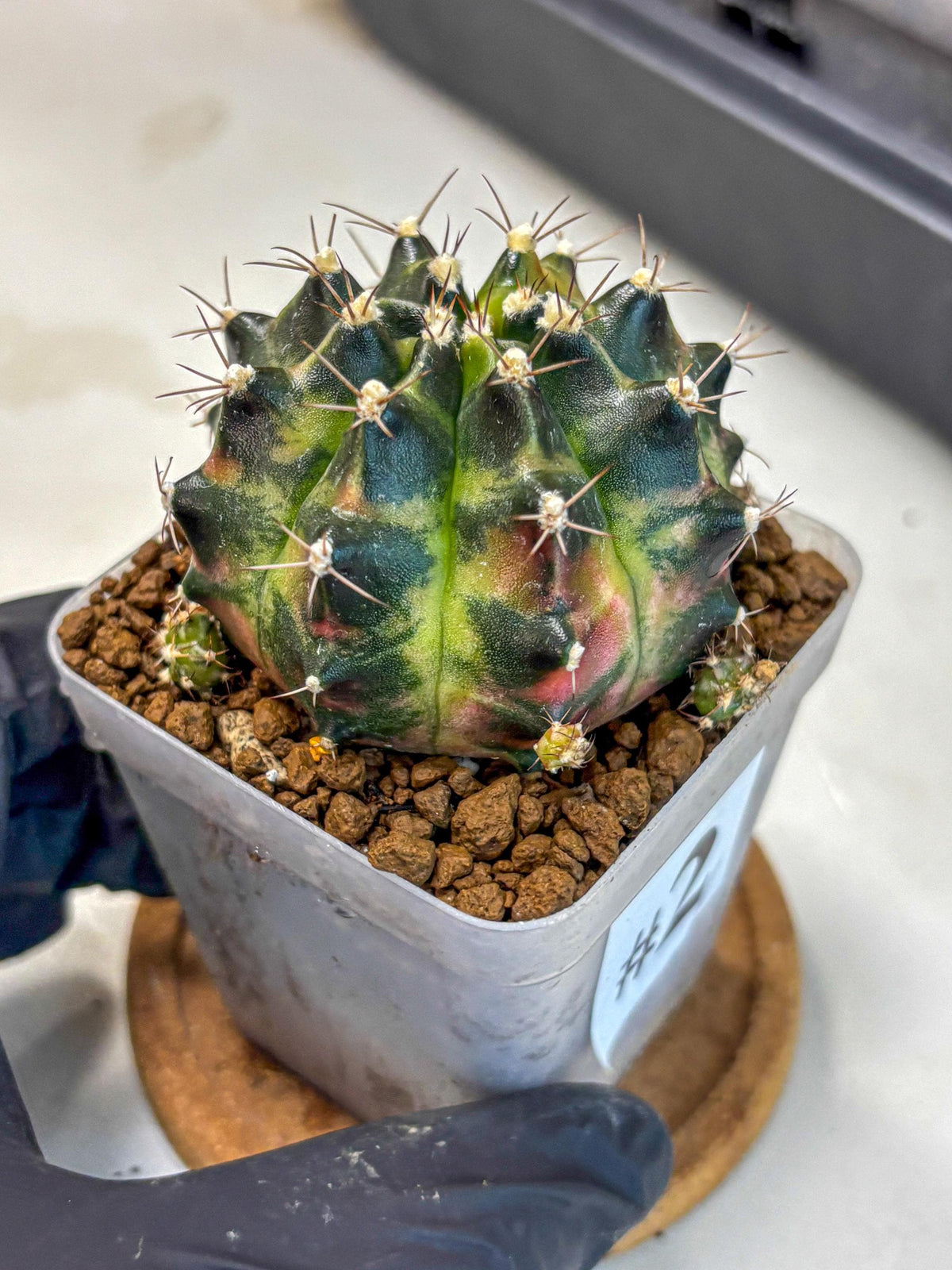 Gymnocalycium Tequila (gy5) (2) | Collectable