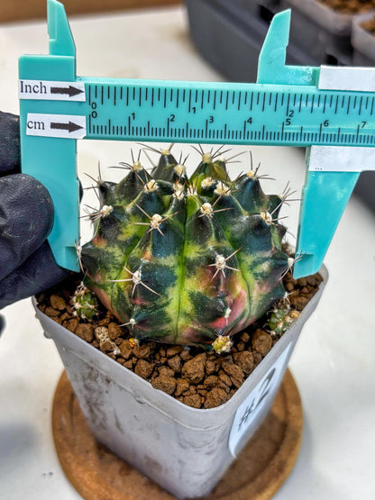Gymnocalycium Tequila (gy5) (2) | Collectable