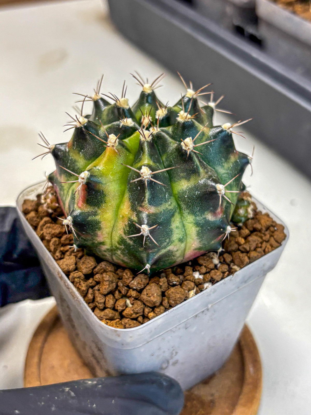 Gymnocalycium Tequila (gy5) (2) | Collectable