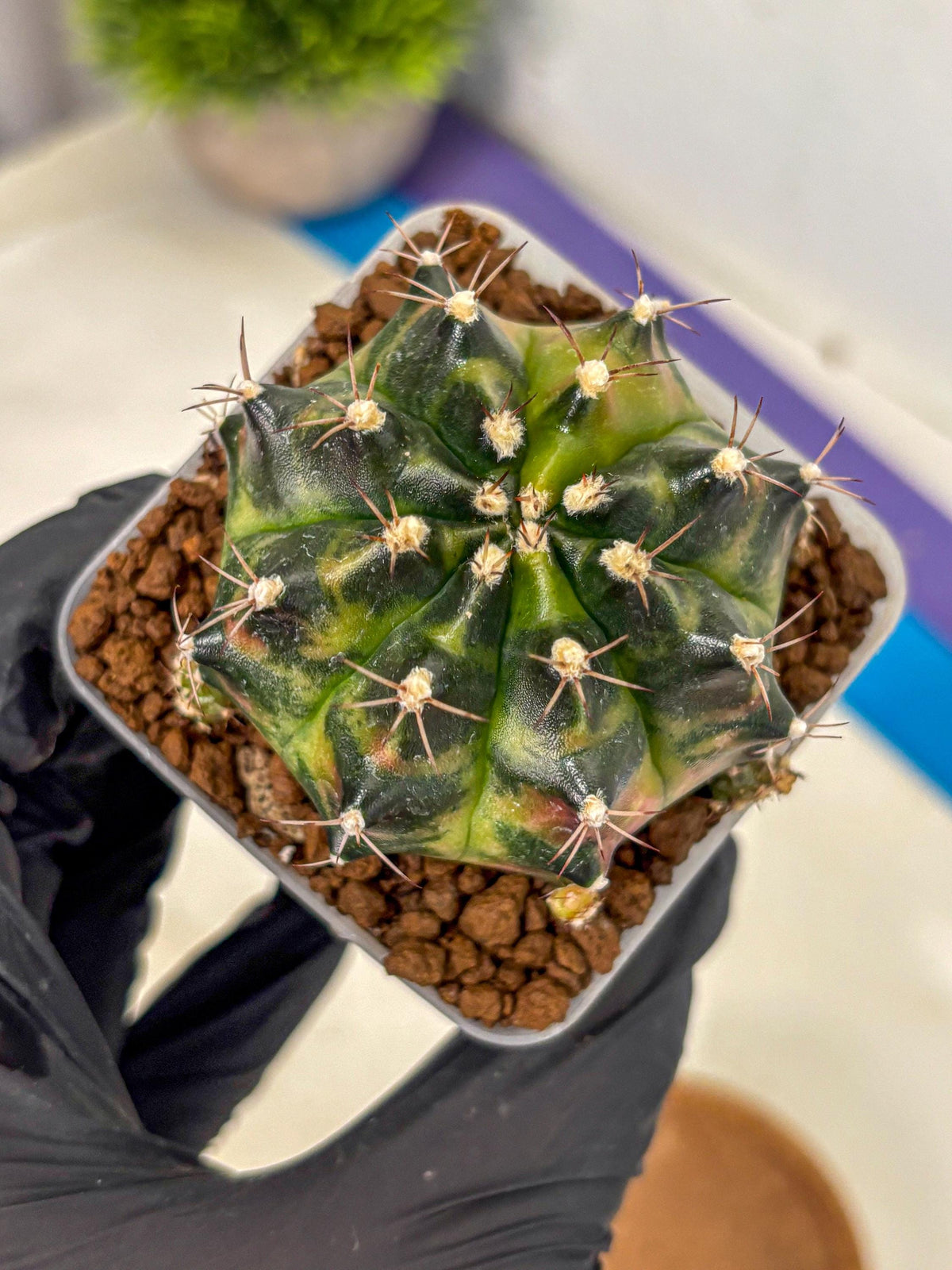 Gymnocalycium Tequila (gy5) (2) | Collectable