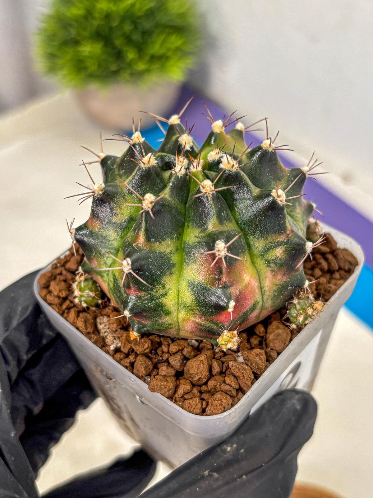 Gymnocalycium Tequila (gy5) (2) | Collectable